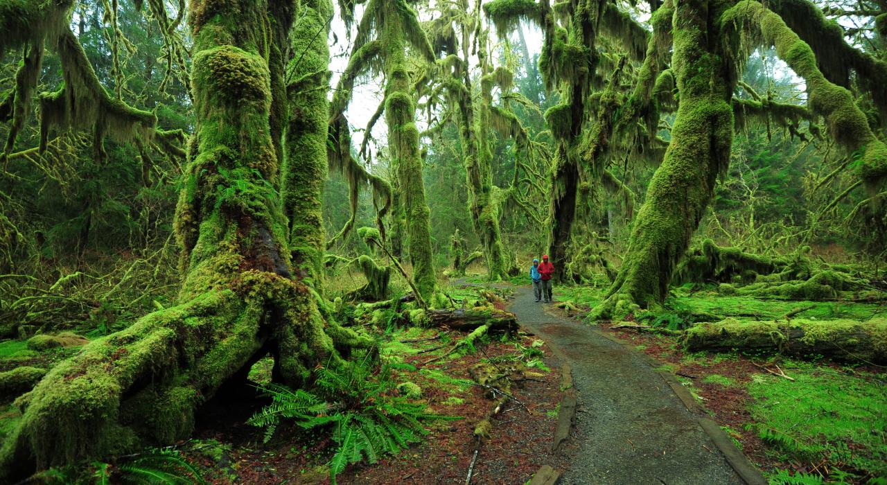 The Hoh Rainforest, one of many stunning locales in Washington State’s Olympic National Park